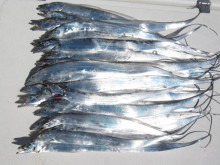 ＪＤＩ　Ｒａｃｉｎｇ　シールズマリンレジャ…