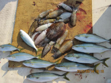 第八 源洋丸 釣果