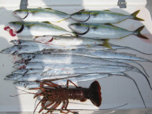 ＪＤＩ　Ｒａｃｉｎｇ　シールズマリンレジャ…