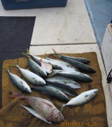 第八 源洋丸 釣果