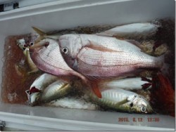 からこと丸 釣果