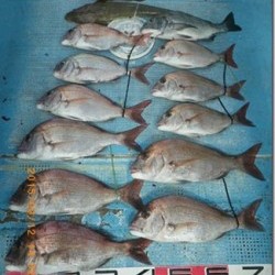 からこと丸 釣果