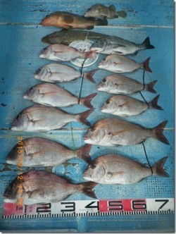 からこと丸 釣果