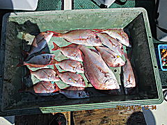 遊漁船 未紗奈 釣果