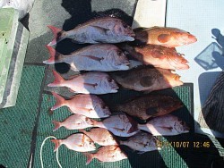 遊漁船 未紗奈 釣果