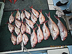 遊漁船 未紗奈 釣果