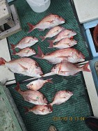 遊漁船 未紗奈 釣果