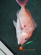 遊漁船 未紗奈 釣果