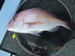 遊漁船 未紗奈 釣果