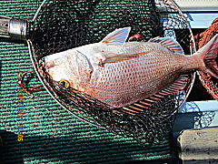 遊漁船 未紗奈 釣果