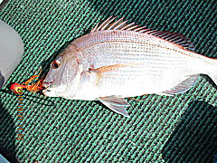 遊漁船 未紗奈 釣果