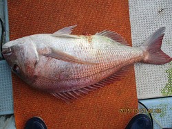 遊漁船 未紗奈 釣果