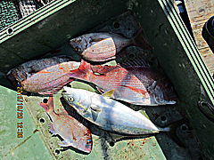 遊漁船 未紗奈 釣果