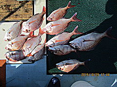 遊漁船 未紗奈 釣果