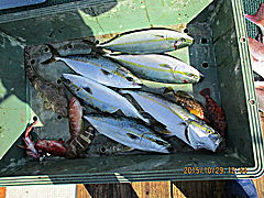 遊漁船 未紗奈 釣果