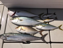 オーシャンキッズ 釣果