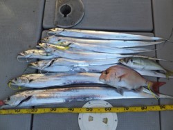 Hit Rush(ヒット ラッシュ) 釣果