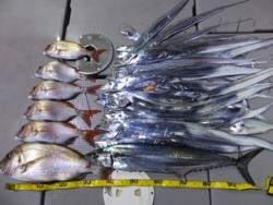 Hit Rush(ヒット ラッシュ） 釣果