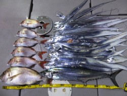 Hit Rush(ヒット ラッシュ） 釣果…