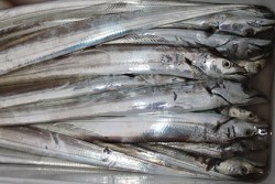 松本釣船２ 釣果