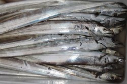 松本釣船２ 釣果