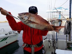 鯛多ニック 釣果