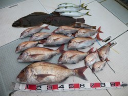 ふじしめ丸 釣果