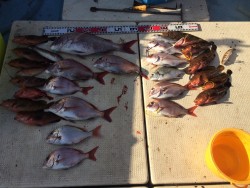 リトルワン 釣果