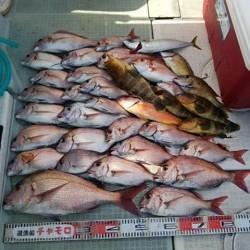 チャモロ 釣果