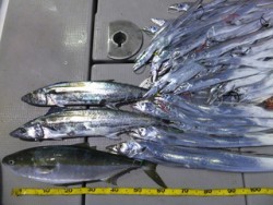 Hit Rush(ヒット ラッシュ） 釣果