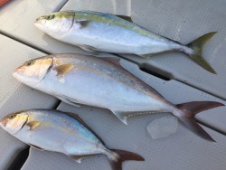 オーシャンキッズ 釣果