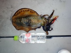 Fishing guide かわい 釣果