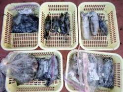 Fishing guide かわい 釣果