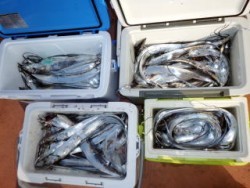 Fishing guide かわい 釣果