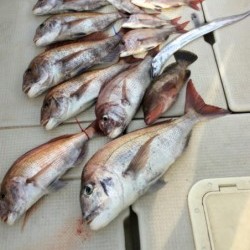 アンタレス 釣果