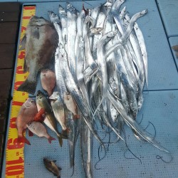 タチウオリベンジ！