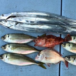 タチウオ&良型アジ&ガシラ♪