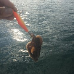 波高しボートエギング釣行