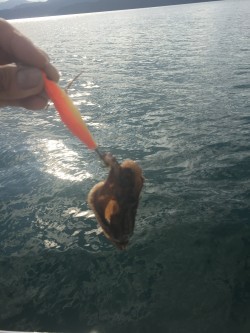 波高しボートエギング釣行