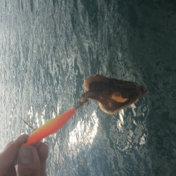 波高しボートエギング釣行