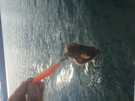 波高しボートエギング釣行