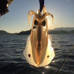 渋いアオリイカ