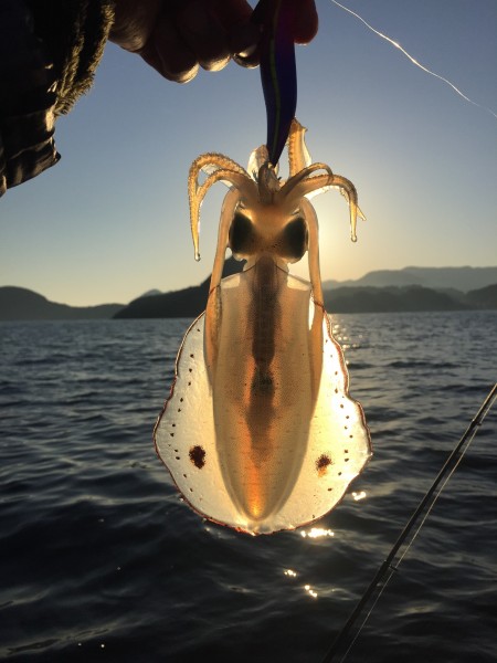 渋いアオリイカ