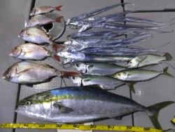 Hit Rush(ヒット ラッシュ） 釣果…