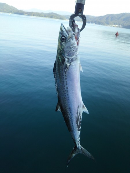 始まったみたいですが・・・。