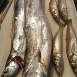 波高く厳しい結果でした