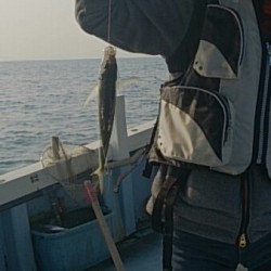 タチウオ&良型アジ&ガシラ♪