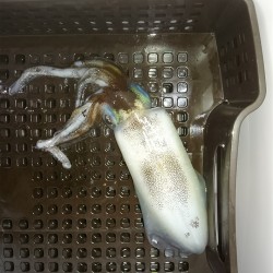 激シブティップラン