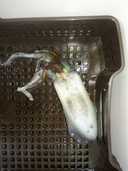 激シブティップラン