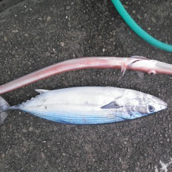 周参見大洋丸ジギング